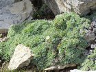 dsc00234.jpg