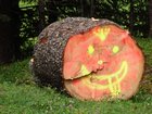 dsc00504.jpg