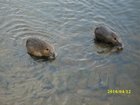 img_2949.jpg