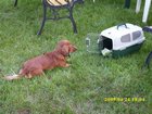 img_0956.jpg